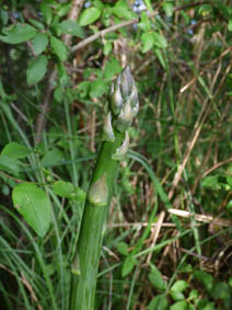 Asparagus officinalis